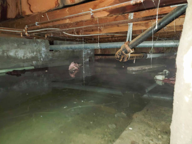 Best Water damage restoration experts  in Cairo, NE